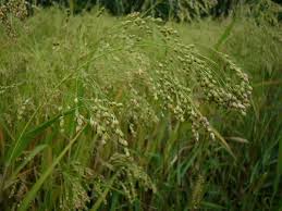 Image result for Panicum miliaceum