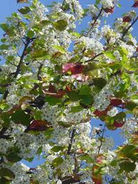 Maybe you would like to learn more about one of these? 27 Flowering Trees In California Purple White Yellow Progardentips