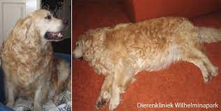 Huidproblemen Bij De Hond Kan Zich Op Vele Manieren Uiten