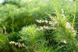 Image result for Asparagus racemosus