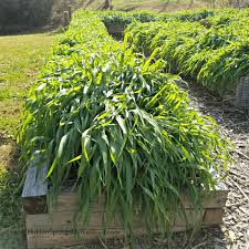 Cover crops are crops that you grow to cover the soil to prevent soil erosion, nutrient depletion, increase soil structure, and nutrient amongst others. Get Garden Ready For Winter 6 Easy Steps Hidden Springs Homestead