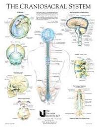 The Craniosacral System Craniosacral Therapy Cranial