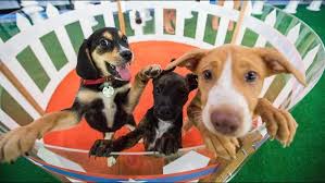 Pictures of dogs and cats who need a home. Pet Adoption Pet S Gallery