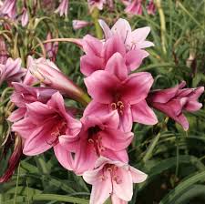 Image result for Crinum macowanii