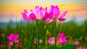 We did not find results for: Beautiful Relaxing Music Peaceful Soothing Calm Instrumental Music Perfect Serenity By Tim Janis Video Fs