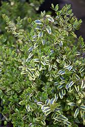 Some gardeners also use this plant as a hedge by pruning the sides to create a plant that grows up to about. Lemon Beauty Box Honeysuckle Lonicera Nitida Lemon Beauty In Issaquah Seattle Bellevue Redmond Renton Sammamish Washington Wa At Squak Mountain Nursery