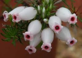 Image result for Erica kingaensis