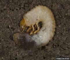 I opened the back door to let the i do have a lovely lawn except a few spots! How To Get Rid Of Grubs In Your Lawn