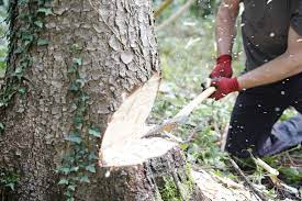 Die geschichte vom holzfäller, ein hervorragendes lehrstück zum thema prioritäten. Handholzen Baume Fallen Von Hand Hand Holzen De