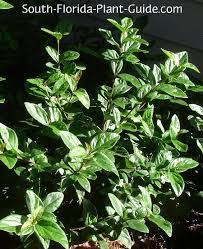 What plants make good hedges in florida. Viburnums