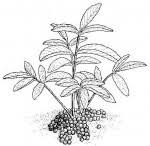 Image result for Lannea edulis