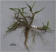 Image result for Poa annua