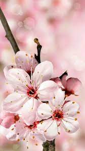 Pin By Nathan Snyder On Wallpapers Para El Celular Cherry Blossom Wallpaper Cherry Blossom Art Blossoms Art