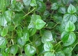 Jun 27, 2021 · manfaat daun sirih sebagai obat tradisional untuk mengobati sejumlah masalah kesehatan seperti kolesterol dan mimisan. Mau Kaya Ayo Jemput Rezeki Di Daun Suruhan Halaman 1 Kompasiana Com