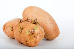 Kartoffeln sind ein sehr beliebtes gemüse und dabei einfach zu pflanzen. Kartoffeln Vorkeimen Eine Alte Kulturtechnik Anwenden