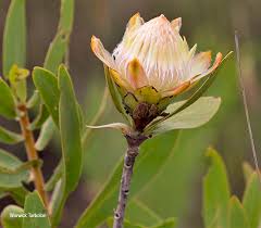Image result for Protea gaguedi