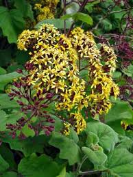 Image result for Roldana