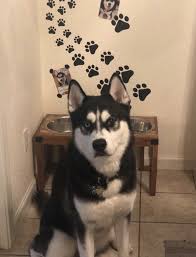 Read full article top pick. 28 Pieces Of Decor Every Pet Lover Needs In Their House