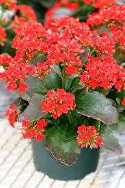 Found while hiking in southern california. Kalanchoe Flowering Succulent Blooming Succulents Red Succulents Flowering Succulents