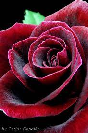 Pin On Red Rose Flower