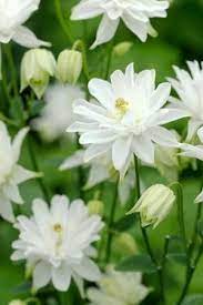Aquilegia Clementine White From Sarah Raven White Flowers White Plants Flower Garden