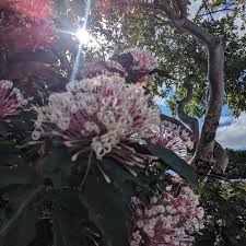 Image result for Clerodendrum melanocrater