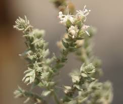 Image result for Cressa cretica