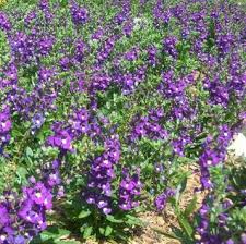 Image result for Angelonia