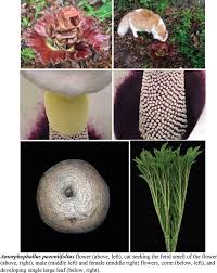 Image result for Bolusiella iridifolia