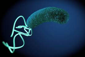 Pylori) infection occurs when h. Helicobacter Pylori Sintomas Y Tratamiento Mejor Con Salud