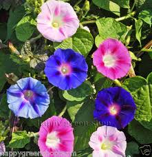 Image result for Ipomoea tricolor
