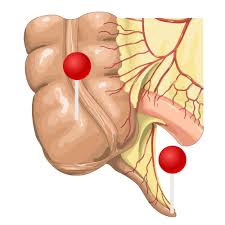 .elsevier, chapter abdomen, subchapter 24 topographic anatomy, guide: Abdomen And Digestive System Diagrams Normal Anatomy E Anatomy