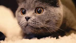 Browse latest funny, amazing,cool, lol, cute,reaction gifs and animated pictures! The Funniest Cat Gifs On The Net Showpo