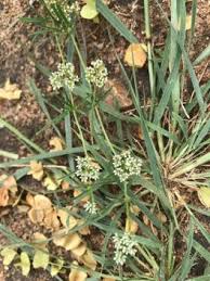 Image result for Limeum sulcatum