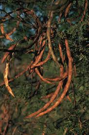 Image result for Acacia karroo