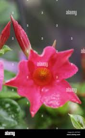 Image result for dipladenie amonea