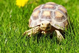 Should My Tortoise Enclosure Be Indoor Or Outdoor Swell Reptiles