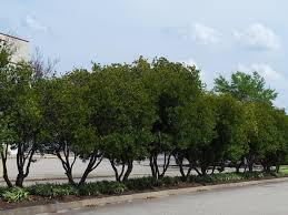 More vehicles can mean increased air pollution, making air quality actions important to ensure that environmental health is not negatively impacted by transportation. Pin On Screening Plants