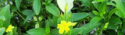 Image result for Mussaenda
