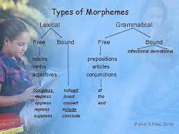 Grammatical morphemes specify a relationship between other morphemes. Morphology Diane Hilbrink Paula Congdon Morphology The Study