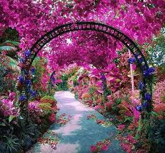Pink Flowers Singapore Travel Scenery Botanical Gardens