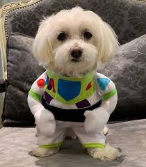 48,943 likes · 73 talking about this. Fantasia Para Cachorros Astronauta Bichinho Virtual Bichinho Virtual Store