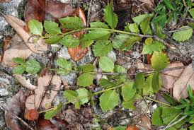 Image result for Crossopetalum