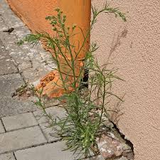 Image result for Erigeron bonariensis