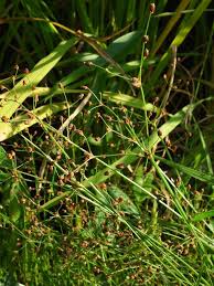 Image result for Fimbristylis quinquangularis