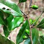 Image result for Diospyros abyssinica