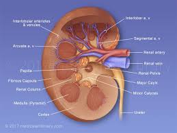 Kidney Anatomy Internal Medical Art Library Kidney Anatomy Anatomy Anatomy And Physiology