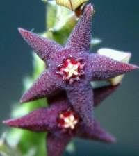 Image result for Orbea paradoxa