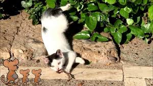 قطة قطقوطة صغيرة مضحكة جدا كيوت حيوانات مضحكة من قناة الصيصان youtube in 2021 animals 4 kids riri