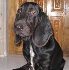 Black And White Basset Hound I Ve Never Seen A Black Basset Before Basset Hound Dog Hound Dog Basset